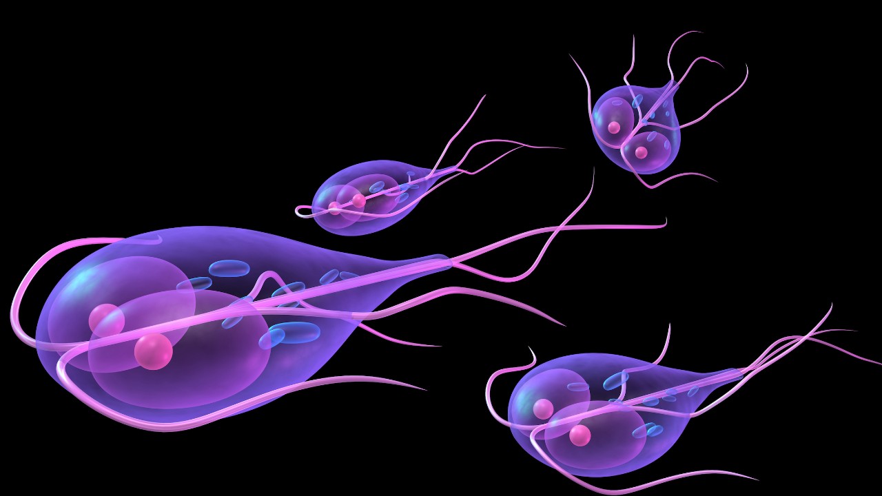 giardia-duodenalis-1280